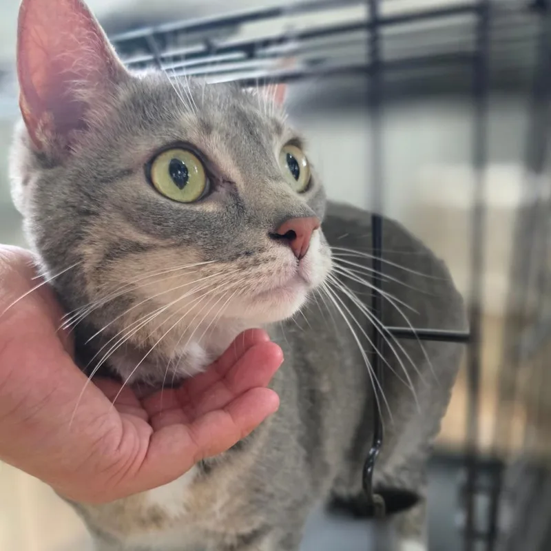 A senior large-sized female Brown / Chocolate Domestic Short Hair cat named Sissy for adoption in Chapel Hill, NC