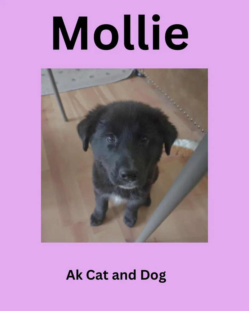 A baby small-sized female Husky dog named Mollie fka Arctic Pup for adoption in Wasilla, AK