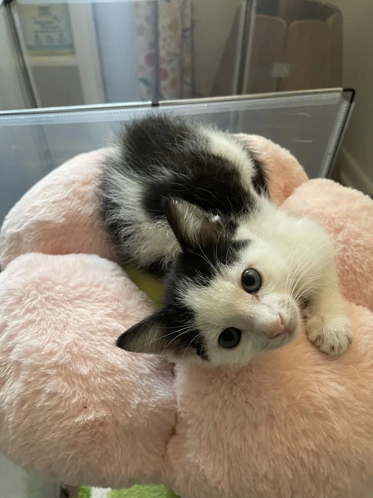 An adult large-sized female Black & White / Tuxedo Domestic Short Hair cat named Thing for adoption in Lake Wylie, SC