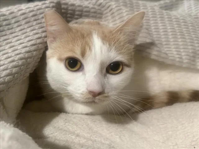 An adult medium-sized male Domestic Short Hair cat named Caramelo for adoption in Van Nuys, CA