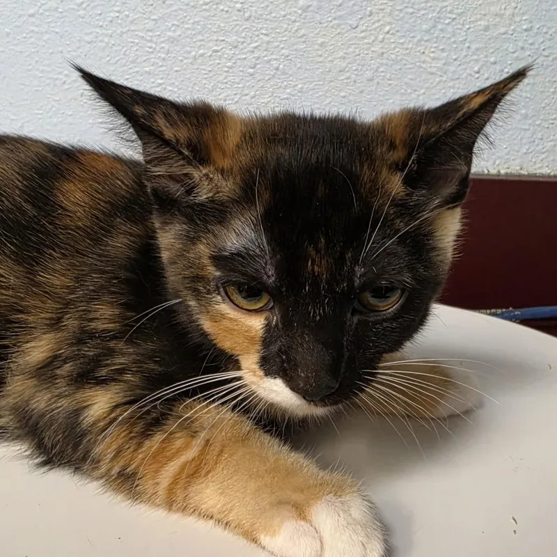 A baby small-sized female Orange / Red Domestic Short Hair cat named Moon for adoption in Desert Hot Springs, CA