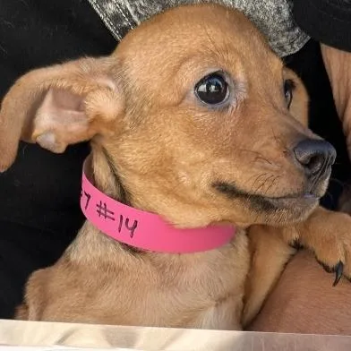 Lala
