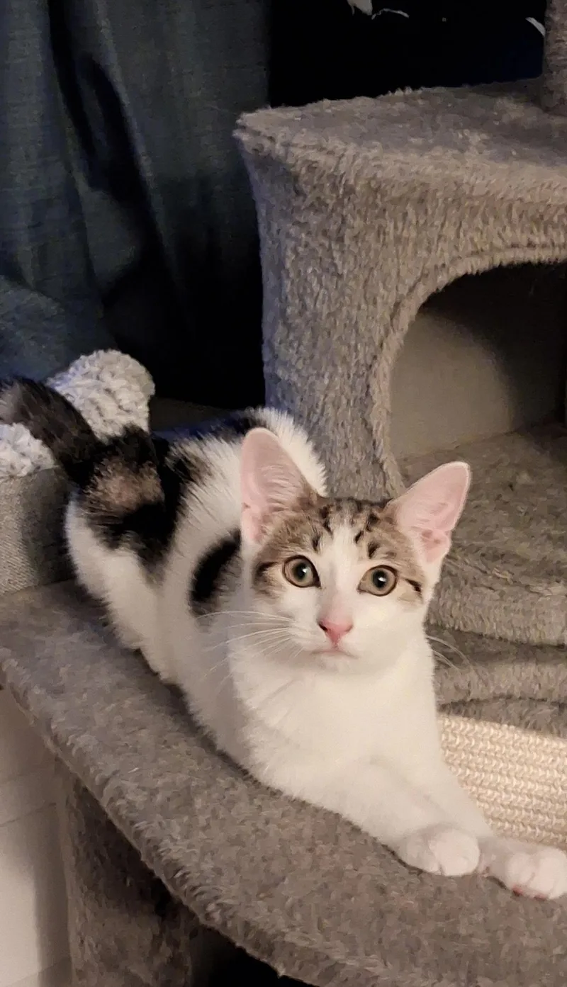 A young small-sized female Domestic Short Hair cat named Peanut Butter Cup for adoption in Canton, CT