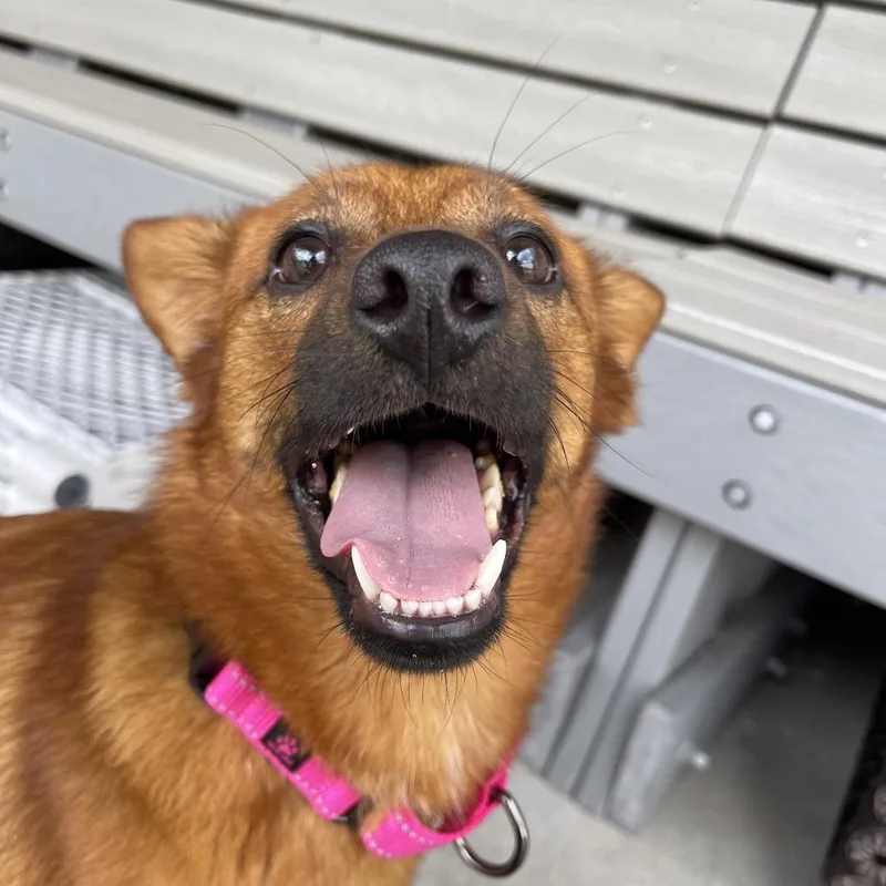 An adult medium-sized female Red / Chestnut / Orange Terrier dog named Mojito for adoption in Winston Salem, NC