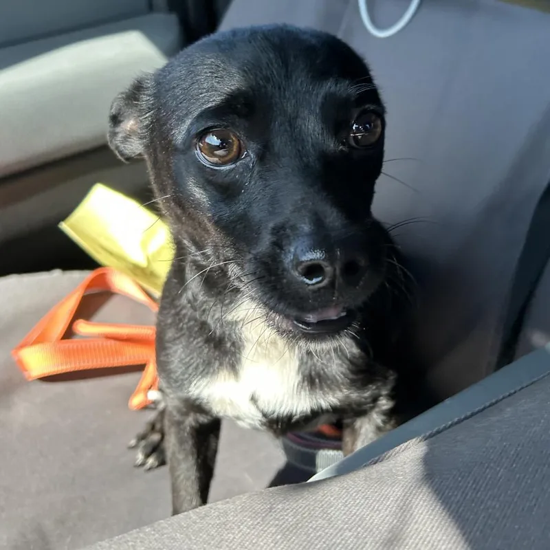 An adult small-sized male Black Mixed Breed dog named Moose for adoption in Pauls Valley, OK