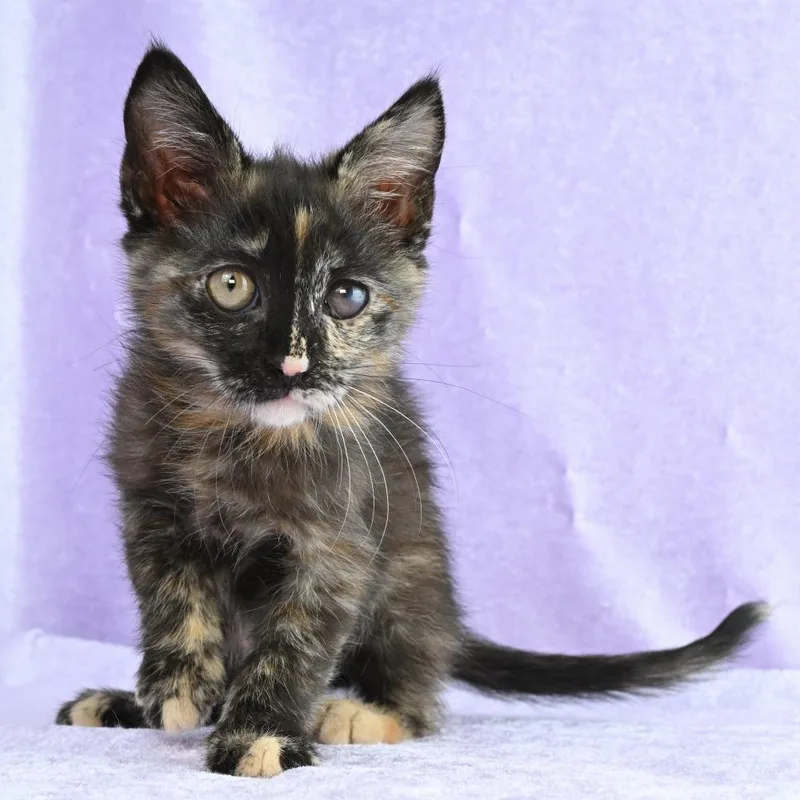 A baby small-sized female Tortoiseshell Domestic Medium Hair cat named Helen for adoption in Mobile, AL