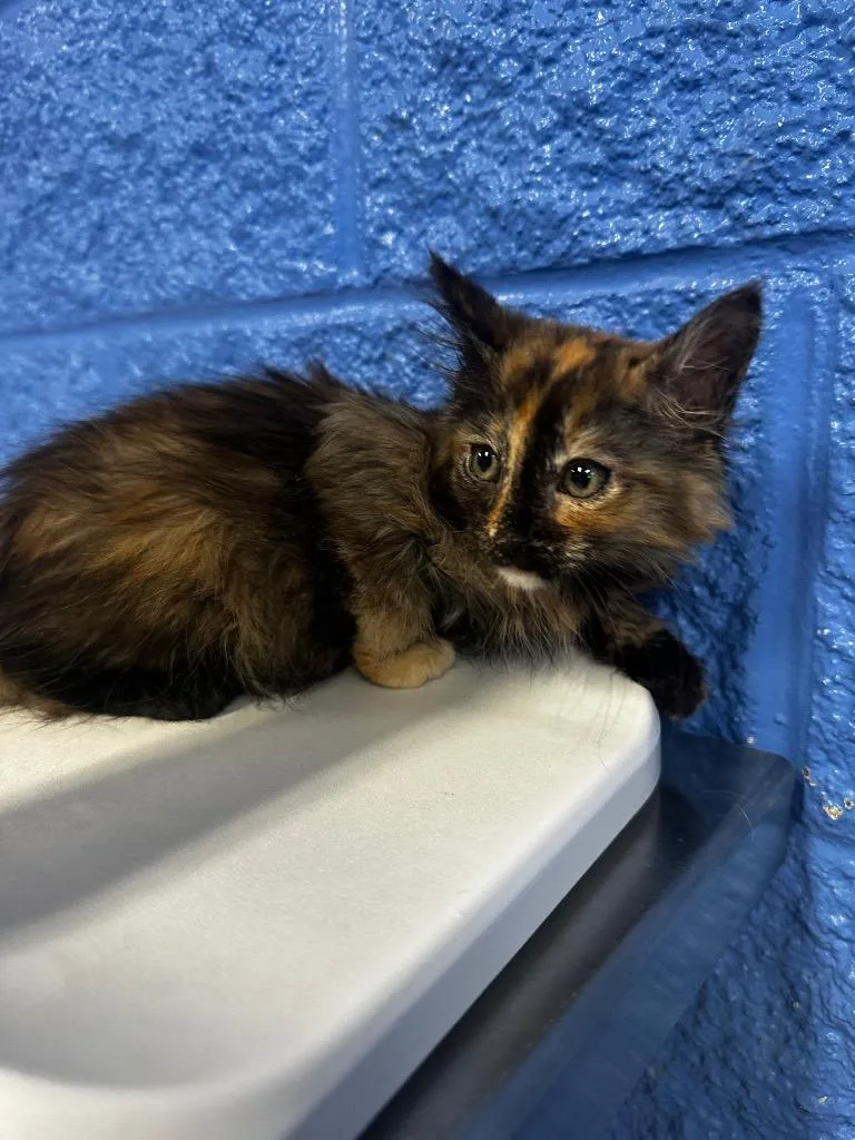 A baby medium-sized female Domestic Medium Hair cat named Scarlet for adoption in Logan, UT