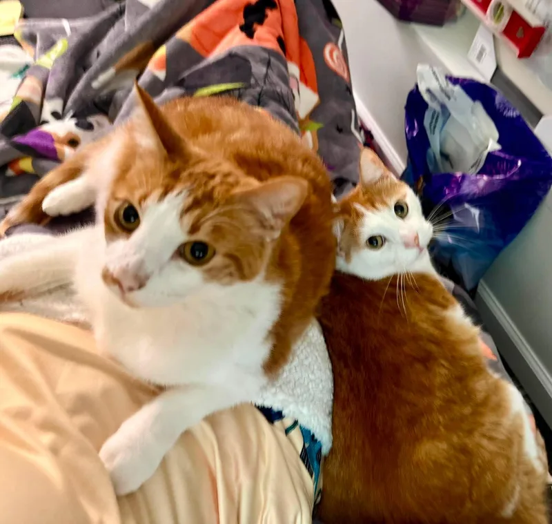 Sweet Pea and Nugget thumbnail 2