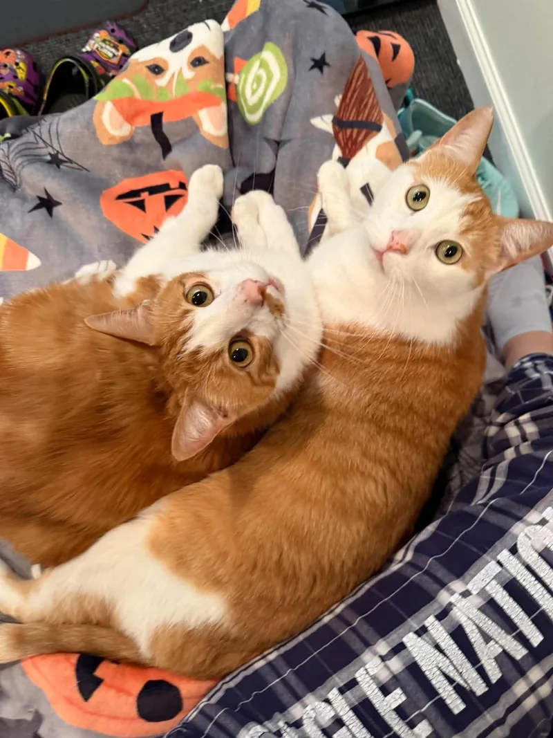 Sweet Pea and Nugget thumbnail 3