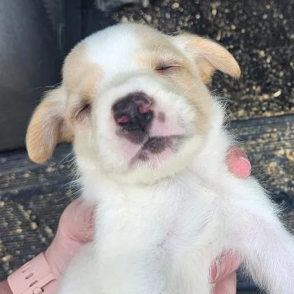 A baby medium-sized male White / Cream Mixed Breed dog named Broussard for adoption in Williston, FL