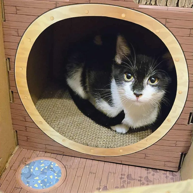 Katie Purric thumbnail 4