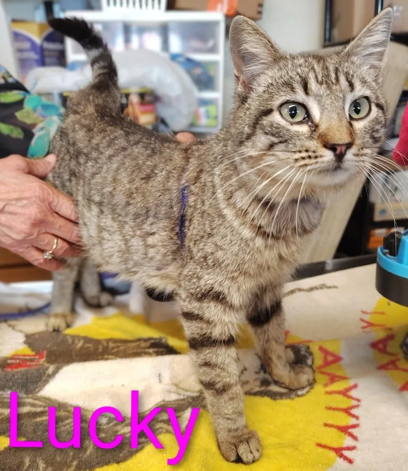 A young small-sized female Domestic Short Hair cat named Lucky for adoption in Mena, AR