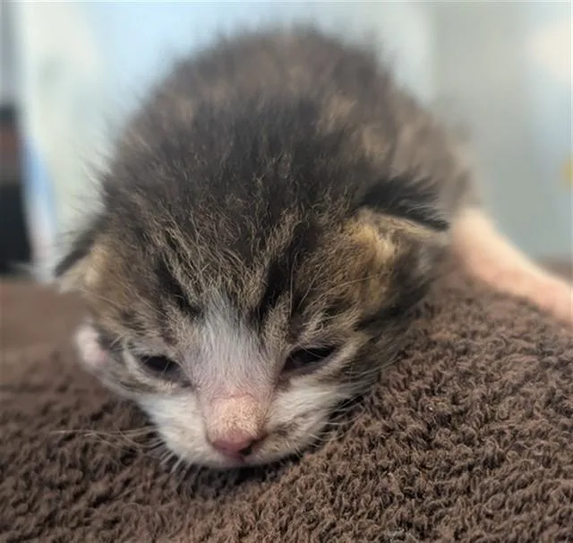 A baby small-sized male Domestic Short Hair cat named Aegon for adoption in Riverside, CA