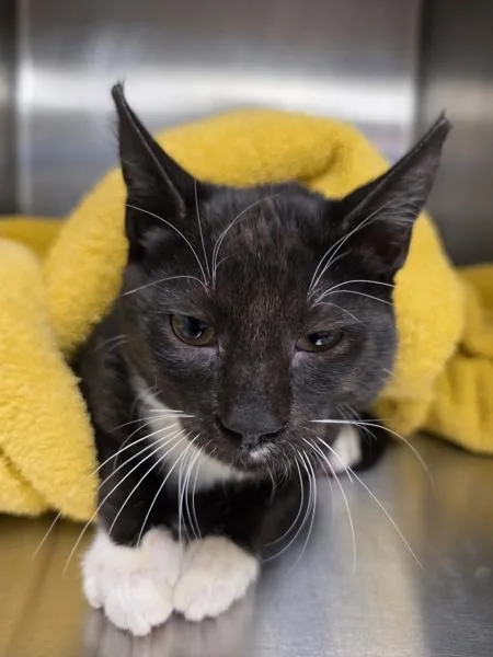 A baby small-sized male Domestic Medium Hair cat named Coriander for adoption in Santa Rosa, CA