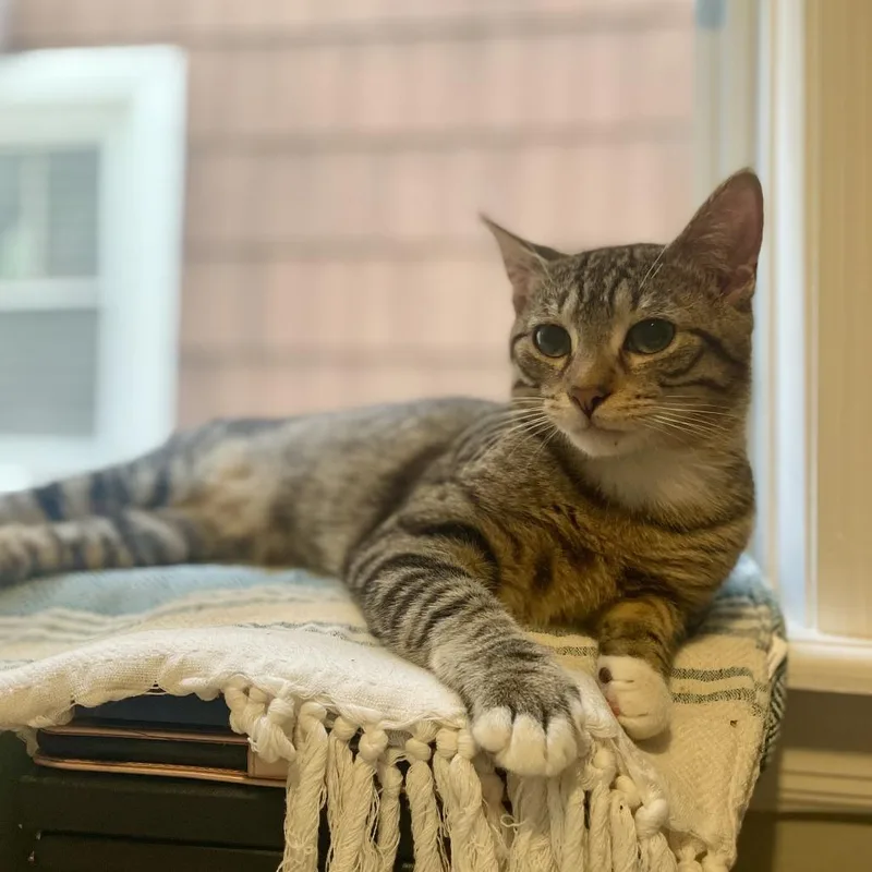 A young small-sized male Brown / Chocolate Domestic Short Hair cat named Arthur for adoption in Plainfield, IL