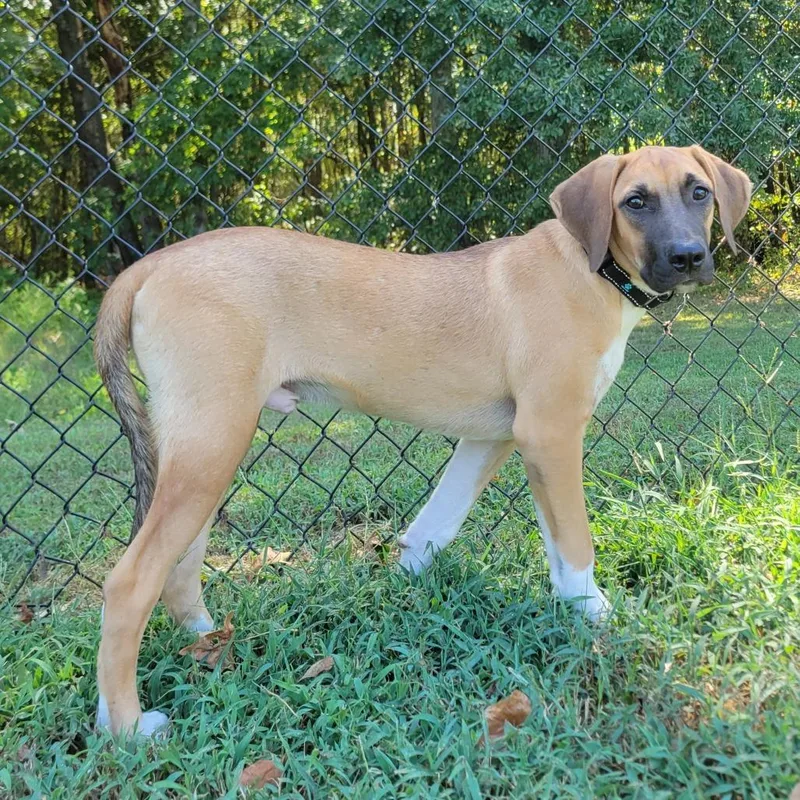 A baby medium-sized male Yellow / Tan / Blond / Fawn Black Mouth Cur dog named Long John for adoption in Cabot, AR