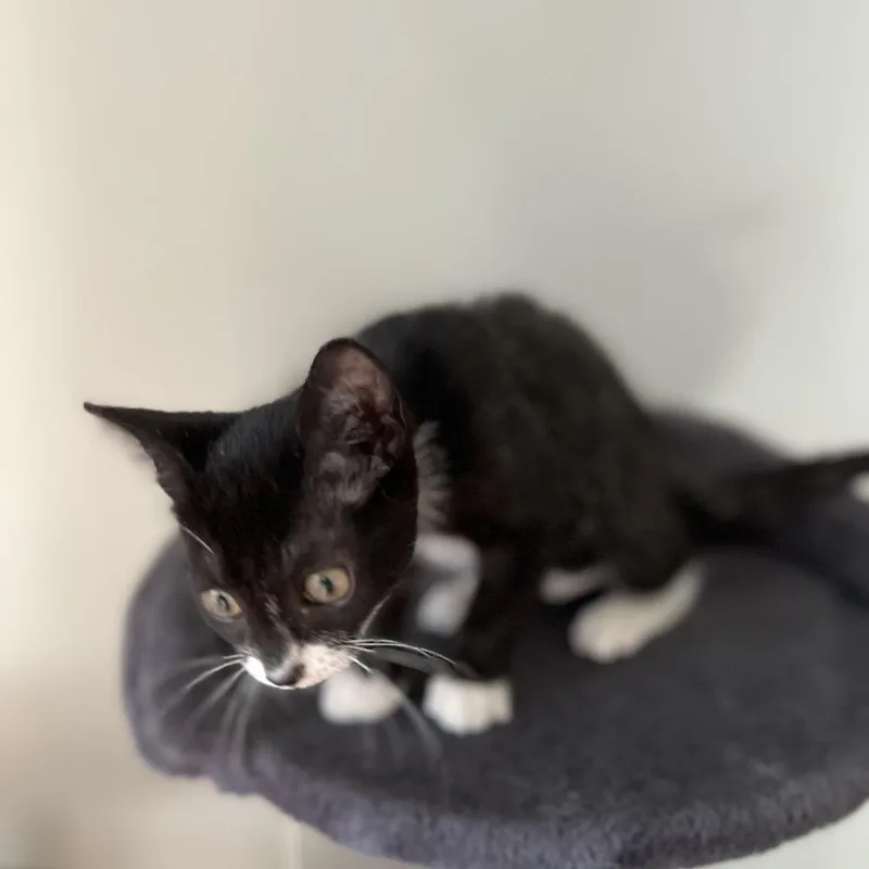 A baby small-sized female Black Domestic Short Hair cat named Rivian for adoption in Lauderhill, FL