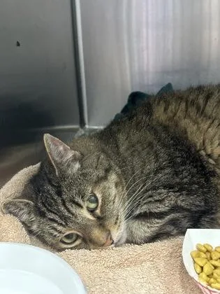 A senior large-sized male Brown / Chocolate Domestic Short Hair cat named Rocky for adoption in Annapolis, MD