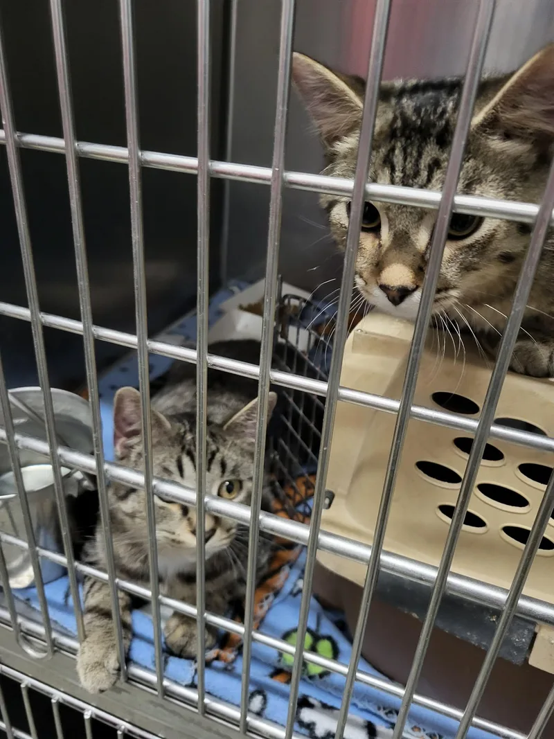 A young medium-sized male Domestic Short Hair cat named Walter for adoption in Detroit Lakes, MN