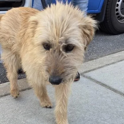 An adult medium-sized male Mixed Breed dog named Tom Holland for adoption in Voorhees, NJ