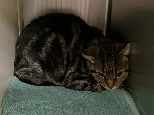 An adult medium-sized male Domestic Short Hair cat named Moe for adoption in Colorado Springs, CO