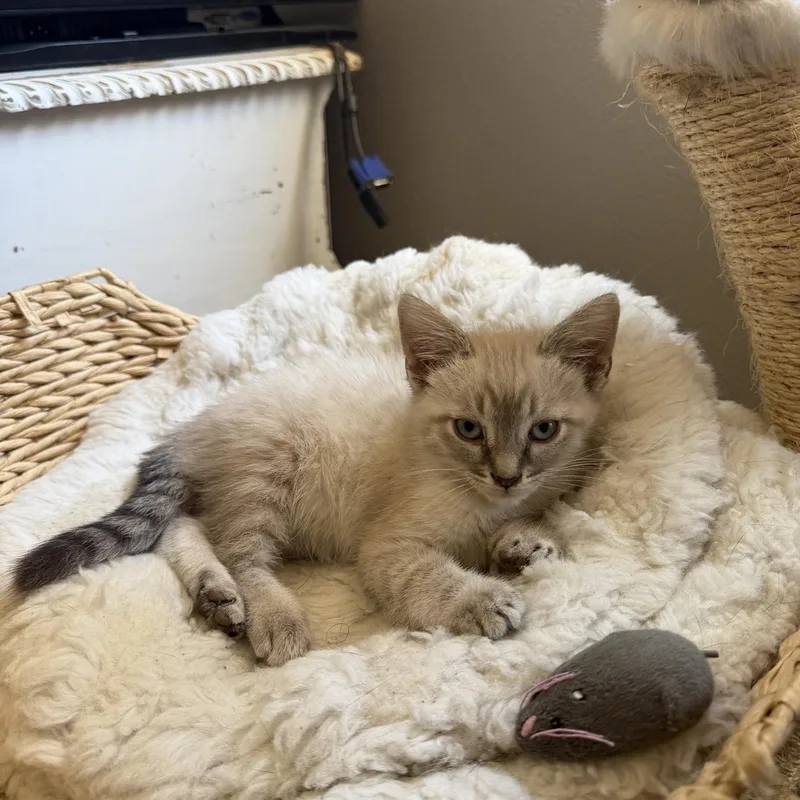 A baby small-sized male Gray / Blue / Silver Siamese cat named River for adoption in Orange, CA