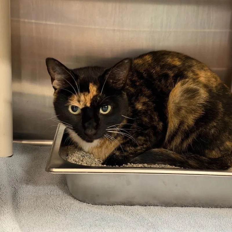 An adult medium-sized female Domestic Short Hair cat named Priscilla for adoption in Indianapolis, IN