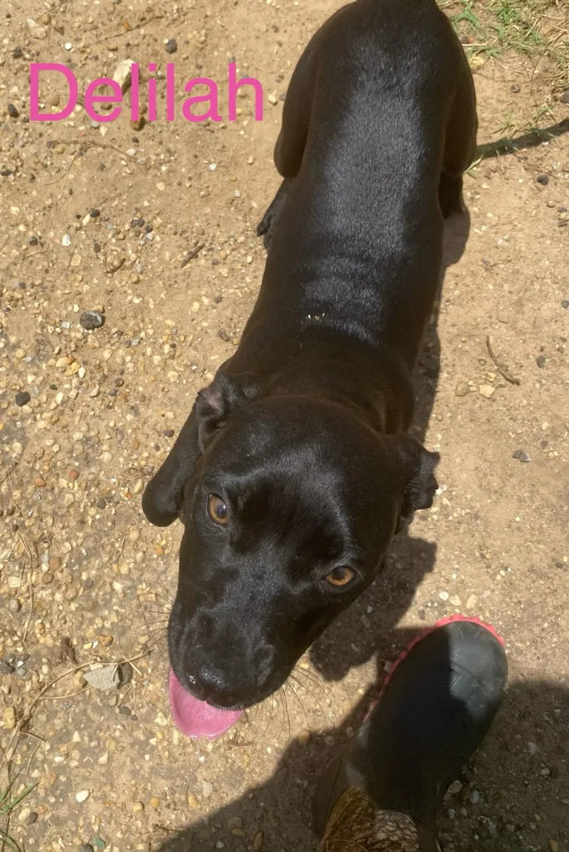 Delilah