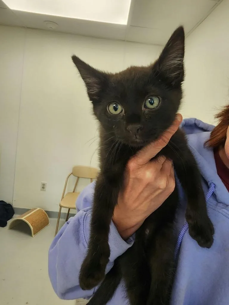 A baby small-sized male Domestic Short Hair cat named Cookie for adoption in New Kensington, PA