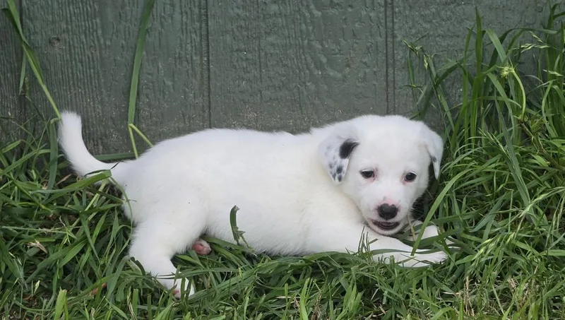 A baby large-sized female Tricolor (Brown, Black, & White) Australian Shepherd dog named Darcy for adoption in Brewster , NY
