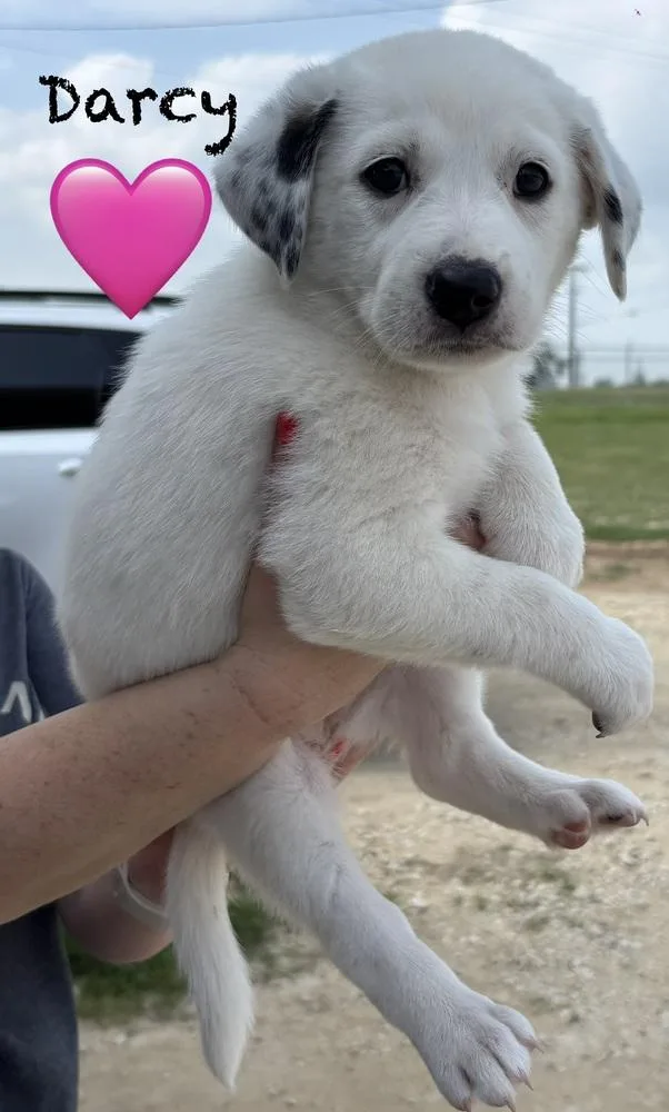 Darcy thumbnail 2