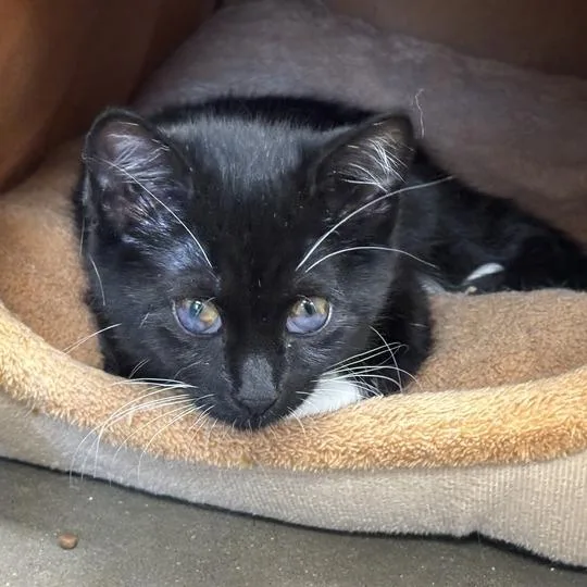 A baby small-sized female Black Domestic Short Hair cat named Rosalina for adoption in Davenport, IA