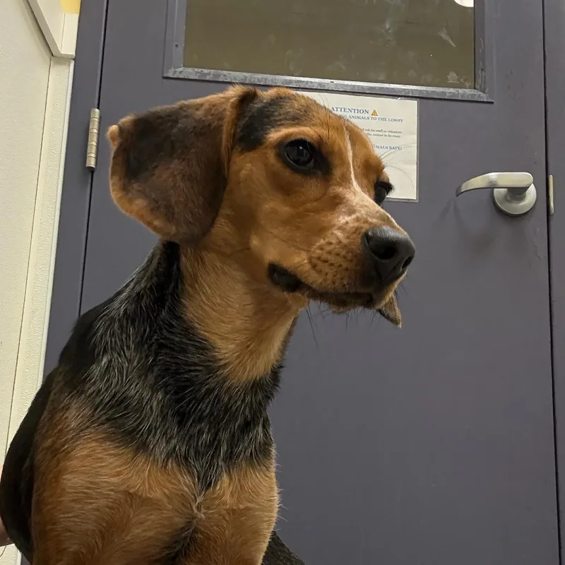 Sun Fawn thumbnail 2