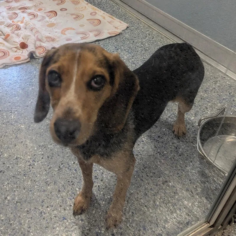 Sun Fawn thumbnail 3