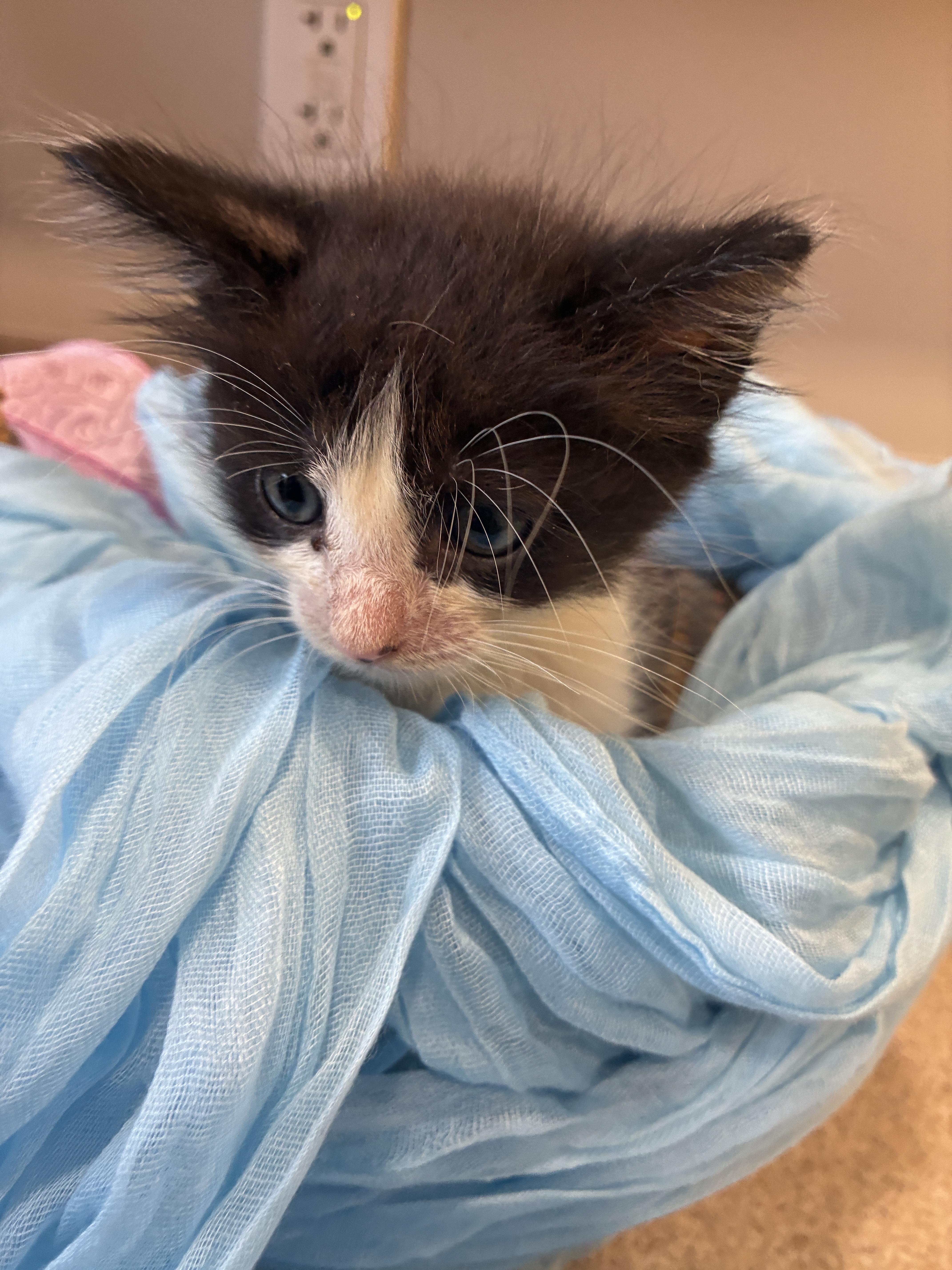 A baby small-sized female Domestic Short Hair cat named Wilma for adoption in Honolulu, HI
