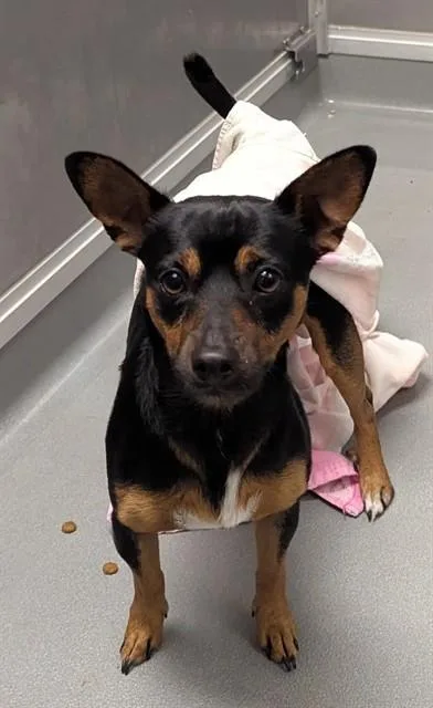 A young small-sized male Chihuahua dog named Chico for adoption in Ontario, CA