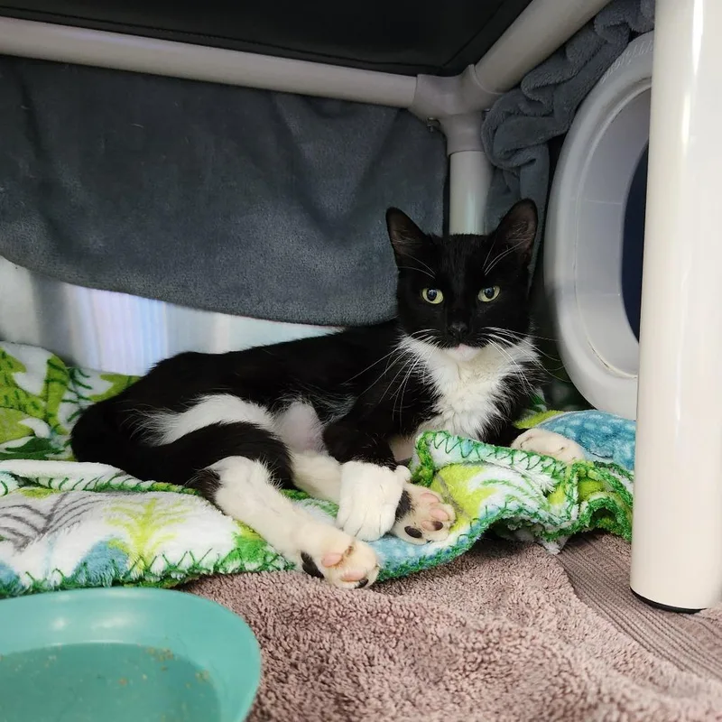 A young medium-sized female Black Domestic Short Hair cat named Alto for adoption in Grand Rapids, MI