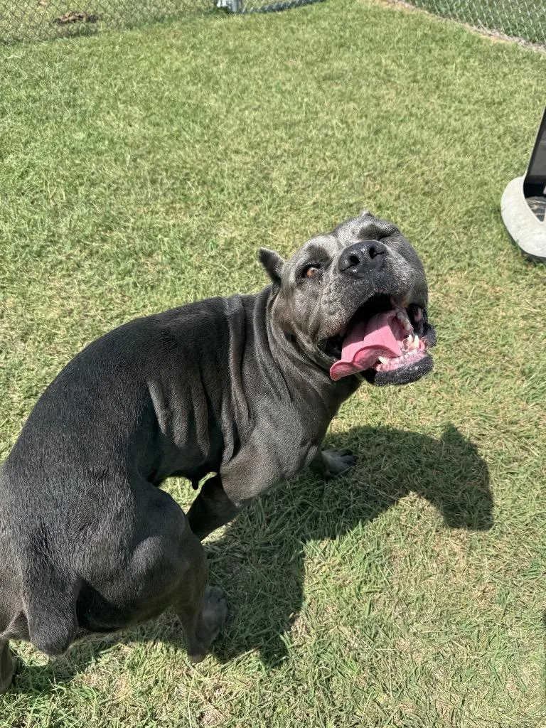 An adult extra large-sized female Cane Corso dog named Poison Oak for adoption in Belton, TX