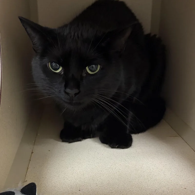 An adult medium-sized female Black Domestic Short Hair cat named Bella for adoption in Gardner, MA