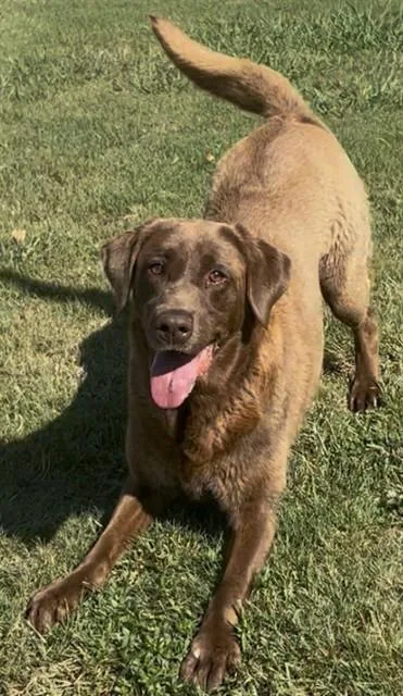 An adult large-sized female Labrador Retriever dog named Marge for adoption in Appling, GA