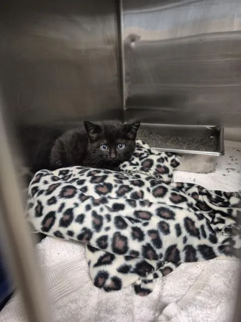 A baby small-sized male Domestic Short Hair cat named Ralph for adoption in Decatur, IL