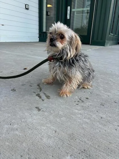 A senior small-sized female Yorkshire Terrier dog named Diva for adoption in Fergus Falls, MN
