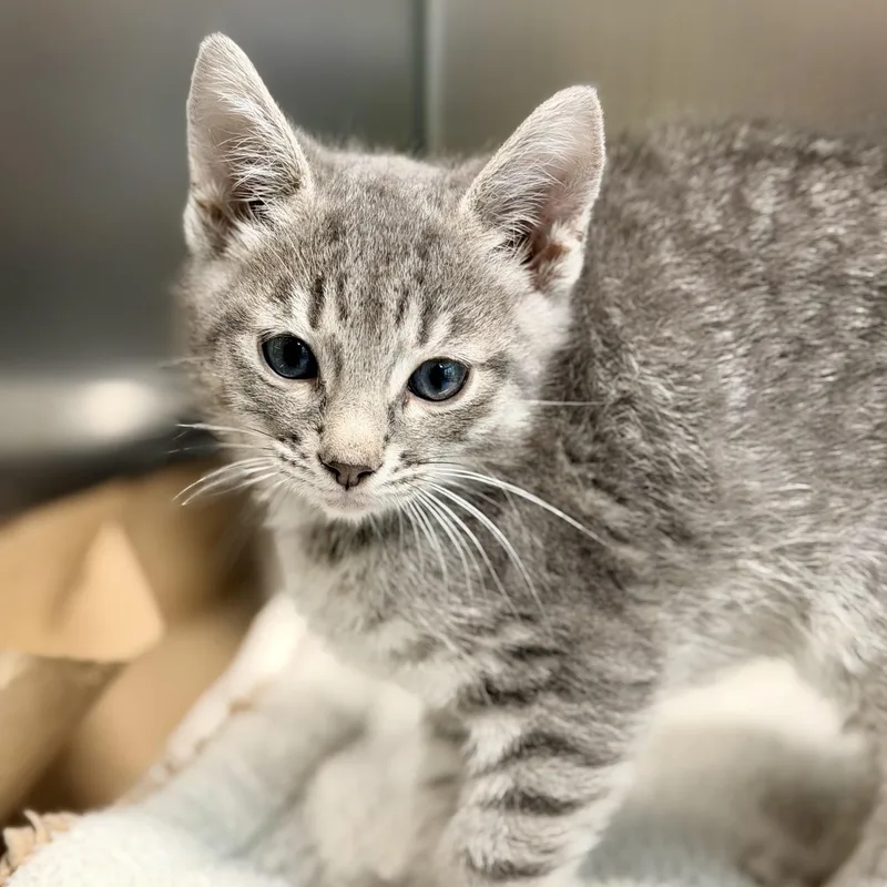 A baby medium-sized male Tabby (Gray / Blue / Silver) Domestic Short Hair cat named Gris for adoption in Jackson, NJ