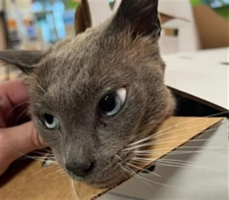 An adult medium-sized male Domestic Short Hair cat named Blue Cheese for adoption in Louisville, KY