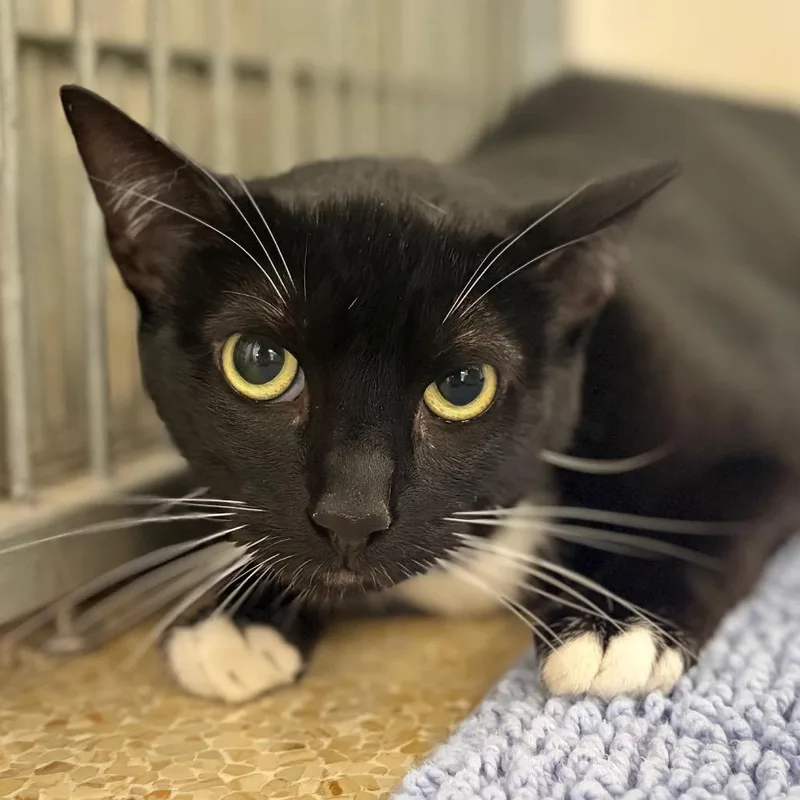 An adult large-sized female Black Domestic Short Hair cat named Chicken for adoption in Santa Barbara, CA