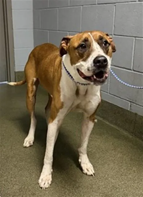 An adult large-sized male Mixed Breed dog named Cashew for adoption in Jacksonville, FL