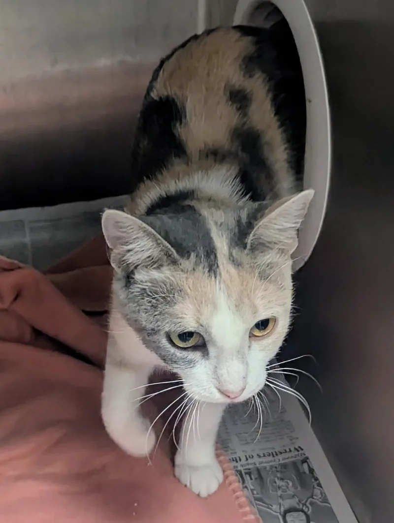 A baby large-sized female Dilute Calico Domestic Short Hair cat named Paws for adoption in Springfield, IL