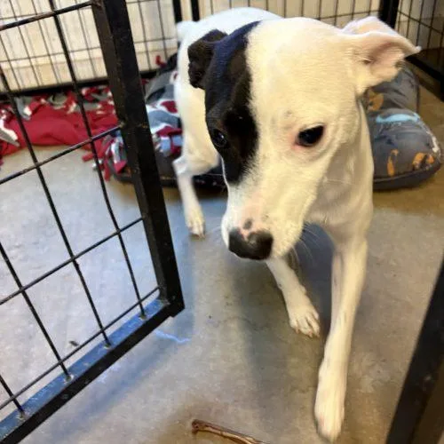 A baby small-sized male Yellow / Tan / Blond / Fawn Jack Russell Terrier dog named Zero for adoption in Sanford, NC