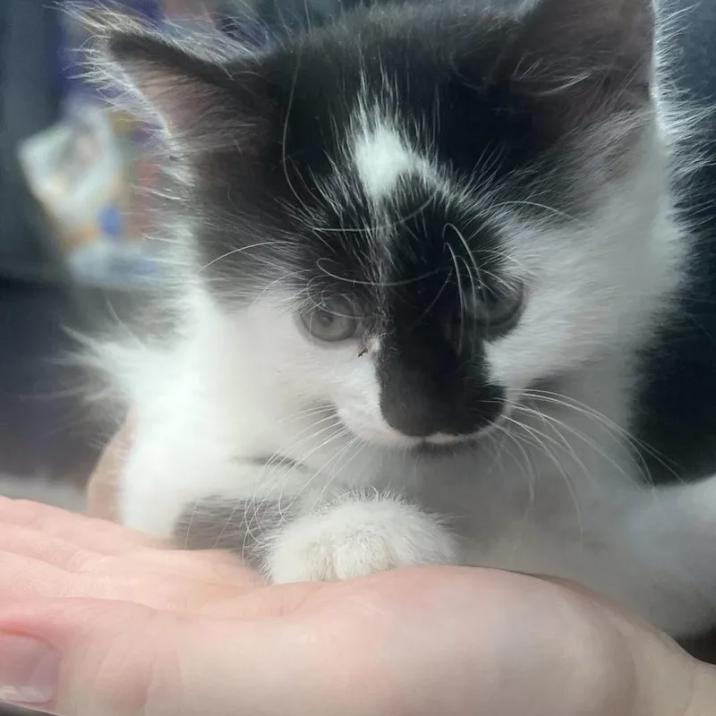 A baby small-sized female Black Domestic Long Hair cat named Skittles for adoption in Marshall, VA