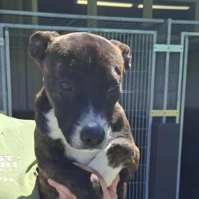 A baby small-sized female Brindle Hound dog named Chacha for adoption in Hannibal, MO